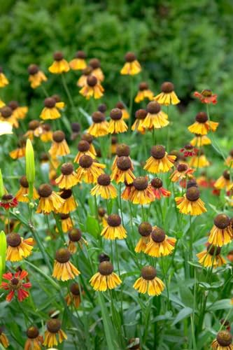 Helenium x cultorum 'Helena' 11x11 cm Topf – Winterhart, Mehrjährig, Pflegeleicht – Sonnenbraut – Staude für Beet & Garten
