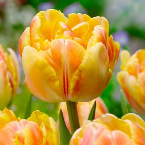 8 bulbes de Tulipes doubles précoces 'Foxy Foxtrot' | Circonférence 12/+ cm | Bulbes provenant des meilleurs producteurs néerlandais | Sélection exclusive et contrôle qualité | Floraison garantie.