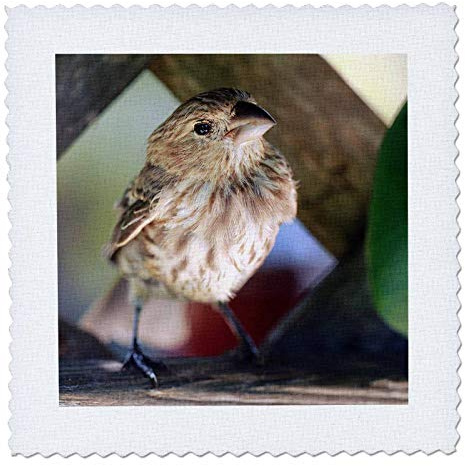 25x25 inch Quilt Square - Macro Photograph of a House Finch on Wooden Lattice. Stamp City - Birds