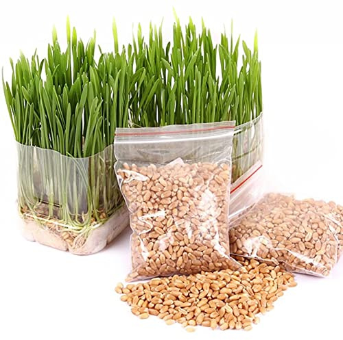 Haloppe 400 Piezas de Semillas de Hierba para Gatos, Perros, Conejos, Mascotas, Cultivar Hierba Fresca para Masticar, Semillas de Hierba para Gatos, Plantas de jardín, Aperitivos para Mascotas