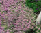 Thymus x citriodorus 'Lammefjord' ca. 9x9 cm Topf - Zitronenthymian, aromatisches Laub, ideal für Kräutergärten, bienenfreundlich, pflegeleicht