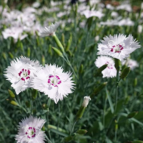 semi di garofano - Dianthus - interno balcone varietà antiche biologiche balcone interna giardino roccioso giardino decorazioni per 450pcs