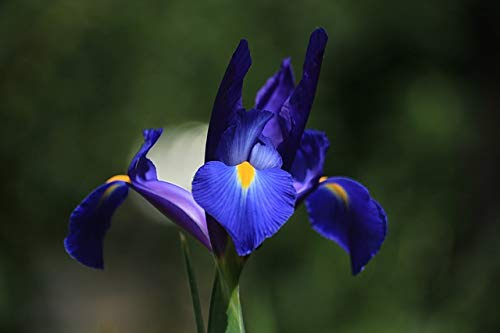 50 X Iris Olandese Blue Magic - Iris Blue Magic - Bulbi Alta Qualità (50)