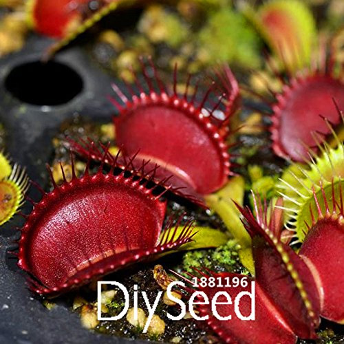 New Fresh 100pcs Red Venus Fly Trap Plants Seeds Generic