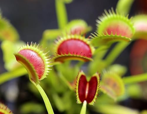 10 Graines de Dionée Attrape-Mouche - Dionaea Muscipula - Plante Carnivore - Fleur Jardin - 273