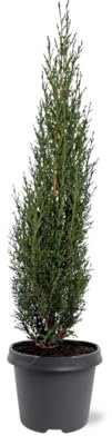 Cipresso nero Cupressus sempervirens Pyramidalis pianta sempreverde in vaso ø38 cm h 170/200 cm Vivaio di Castelletto