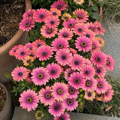 semillas de margarita del Cabo - jardín resistentes balcón raras 50pcs