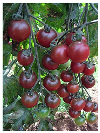 PREMIER SEEDS DIRECT - Tomato Seeds - Cherry - Rosella - 15 Finest Seeds