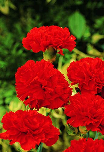 Flower Semillas Flores Clavel Chabaud Rojo