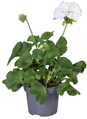 DECOALIVE |Geranio Color Blanco | Planta Natural | Geranio Flores Blancas