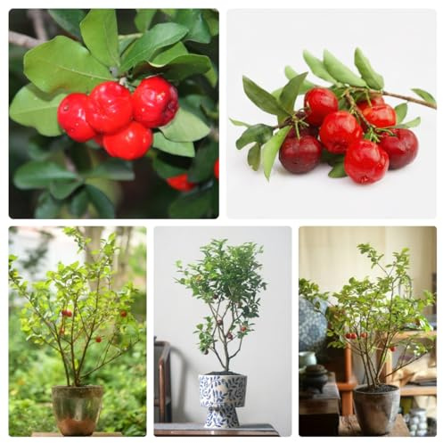 Semillas de acerola (cereza acerola), plantas de interior, semillas de plantas de jardín, plantas de jardín plantas de balcón, balcón de invernadero Fruto columnar resistente, 150pcs