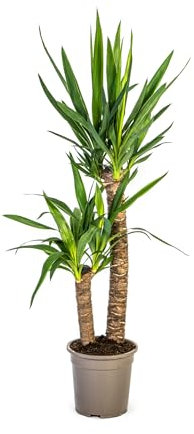 Yucca Elephantipes - 70-80cm - Ø19cm - Plante d'intérieur - Vert persistant