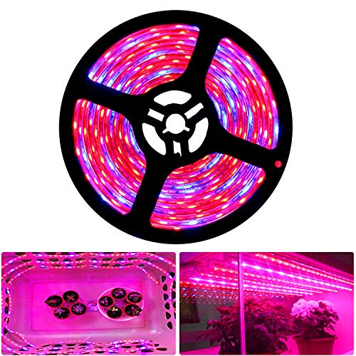 Tesfish LED Pflanzen wachsen Streifen Licht DC 12V IP65 Vollspektrum SMD 5050 rot blau 4: 1 Seil Licht für Aquarium Gewächshäuser Pflanze