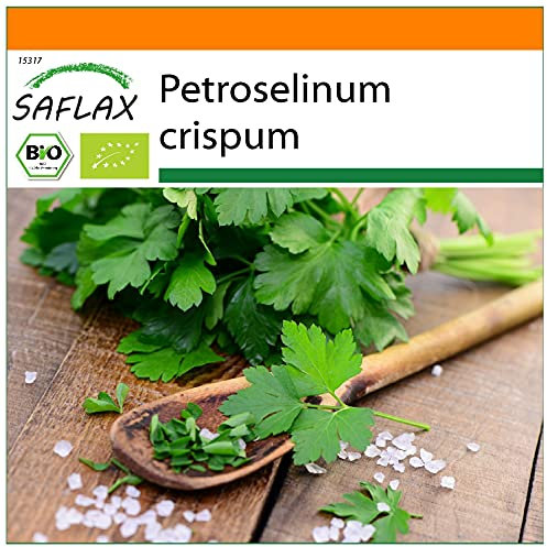 SAFLAX - - BIO - Prezzemolo liscio - 600 semi - Petroselinum crispum