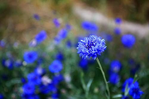 Semi di fiordaliso, Il tasso di germinazione dei semi è alto, issimo bouquet prezioso-1,200 PZ