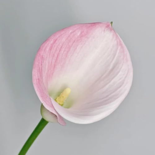 bulbi di calla giardino Zantedeschia aethiopica, arredamento del soggiorno balcone rialzato con letto resistenti, in vaso 4pcs