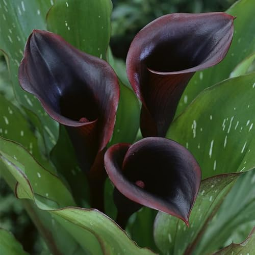 Black Star Calla Lilies Flower Bulbs - 3 Lily Bulbs per Pack - Attracts Butterflies and Hummingbirds - Good as Cut Flowers - Good for Indoor Forcing - Grows Well in Containers - Live Garden