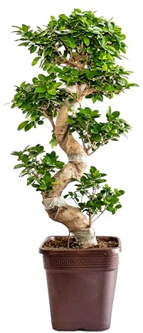 Bonplants Bonsai Ficus Ginseng Microcarpa, Alberello Forma ad S, Vaso 25, h 80 cm