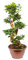 Bonplants Bonsai Ficus Ginseng Microcarpa, Alberello Forma ad S, Vaso 25, h 80 cm