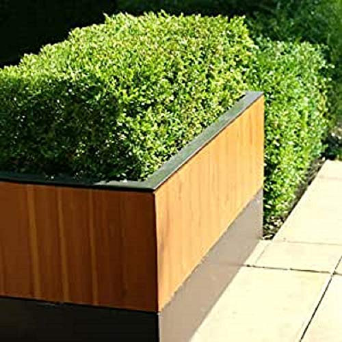 Box Hedging Plants (Pack of 10) 25cm tall