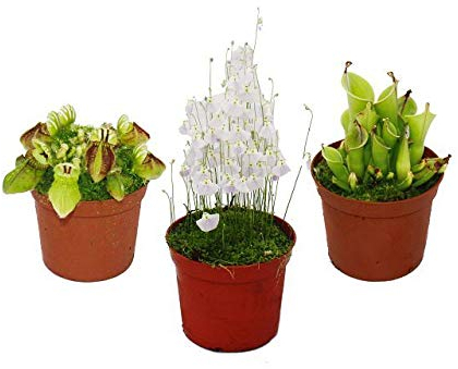 Rarities set plantes carnivores - 3 plantes