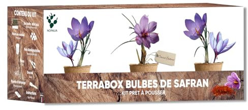 NOPALIA® Kit Culture Safran – 3 Bulbes de Safran, Pots Biodégradables & Accessoires Complets – Cadeau Original & Écologique – DIY Jardin Intérieur – Made in France