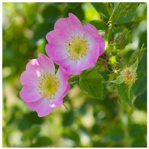 5 Dog Rose Hedging Plants 30-50cm Rosa Canina, Make Healthy Rose Hip Syrup 3fatpigs®