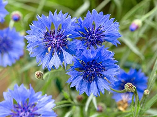 1000 Samen Blaue Kornblume (Centaurea cyanus) | Wildblumen-Saatgut für Bienenweide & Blumenwiese