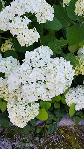 Hydrangea arborescens 'Annabelle' / Hortensia 'Annabelle' / Conteneur de 3 à 4 litres