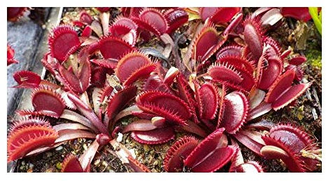 Dionaea Muscipula Rote Haifischzähne – Venusfliegenfalle – 3 Samen