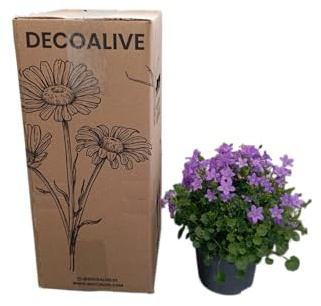 Campanula de Fácil Cuidado Planta Natural con Flores Rústicas y Elegantes