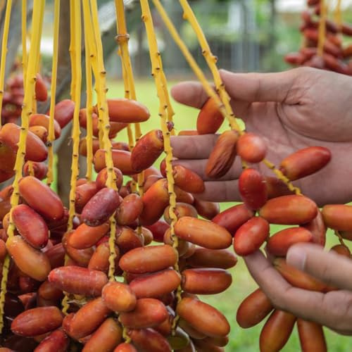 Semi di d'appartamento di palma da datteri, palma da datteri sapote, resistenti, luoghi soleggiati 90pcs