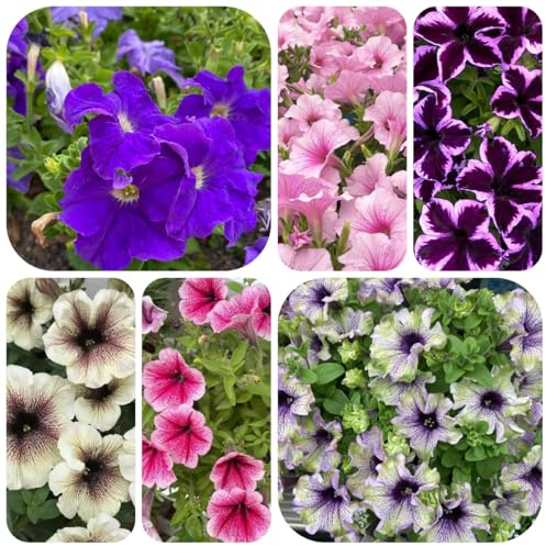 semillas de petunia perenne de perennes Comprar de petunia colgantes ornamentales, decoración, colgante, 125pcs