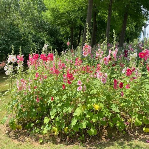 semillas de malva real orgánicas balcón invernadero Decoraciones jardín exteriores trepadoras exterior resistentes resistentes en 250pcs