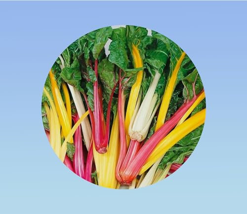 200 Graines de Poirée Multicolore Bright Lights - Bettes aux Cardes Colorées - Légume Facile à Cultiver pour le Jardin