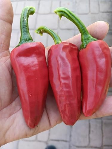 GRAINES DE PIMENT-PIMENT D'ESPELETTE