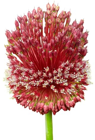 Zierlauchzwiebeln 12 x ’Red Mohican’ – The Bulb Farmers - Frühjahr – in den Niederlanden gezüchtet - Zierlauch Zwiebeln – Blumenzwiebeln