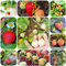 piante di fragola - semi fragole rampicanti resistenti frutto colonnare piante da frutto aiuole rialzate per giardino frutti esotici fragole pendenti semi di tappezzante resistenti 1000pcs