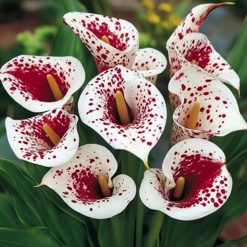 Bellissimo Calla,Piante perenni,Calla pianta vera,resistenti al freddo,Tagliare,Adatto per piante da giardino(non artificiali)-2 bulbi-K