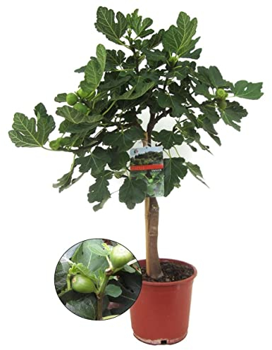 Plant in a Box - Ficus Carica - Höhe 70-90cm - Feigenbaum winterhart - Obstbaum für garten der balkon - Topf 21cm