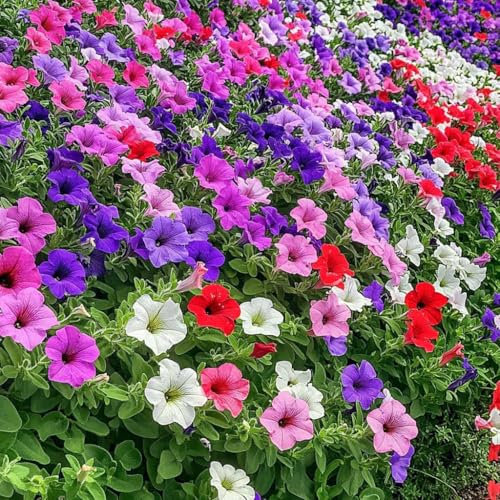 1000 Seeds Pack Petunia Multiflora Hybrida F2 Colorama Mixed - Vibrant Annual Flowers for Hanging Baskets, Pots, and Garden Beds
