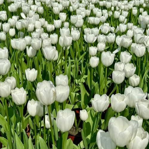 Bulbi di tulipano arredamento del soggiorno ornamentali del per i luoghi soleggiati varietà antiche biologiche rare tappezzanti in vaso 10pcs