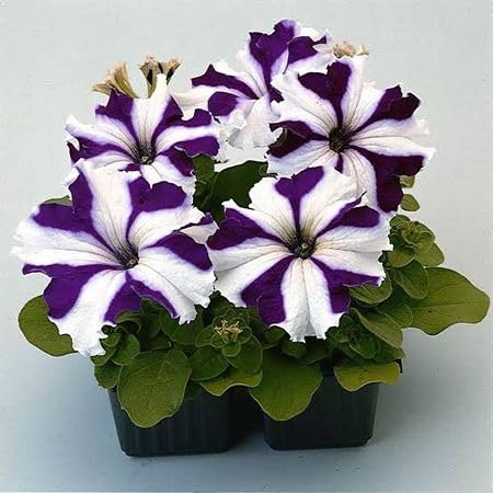 Fresh - Semi di petunia viola e bianchi, 100 pezzi