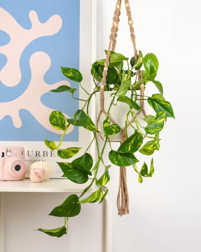 Prickle Plants Devils Ivy - Trailing Indoor Plant with Heart Shaped Leaves, Natural Air Purifying Houseplant for Hanging Baskets or Shelves (30-40cm incl. 15cm Pot)