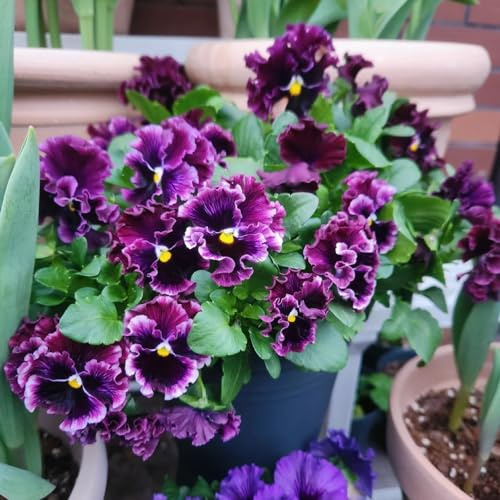 semi di viola del pensiero resistenti - appartamento da giardino perenni balcone 800pcs