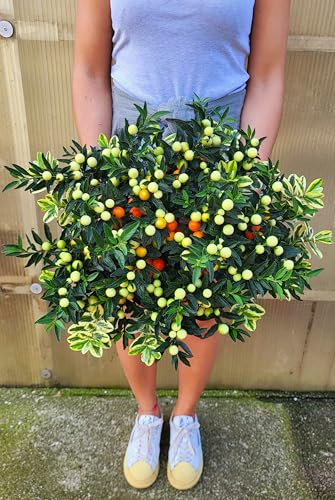 POWERS TO FLOWERS - VERONICA VARIEGATA e SOLANUM TURINO BACCHE DI GERUSALEMME, pianta vera