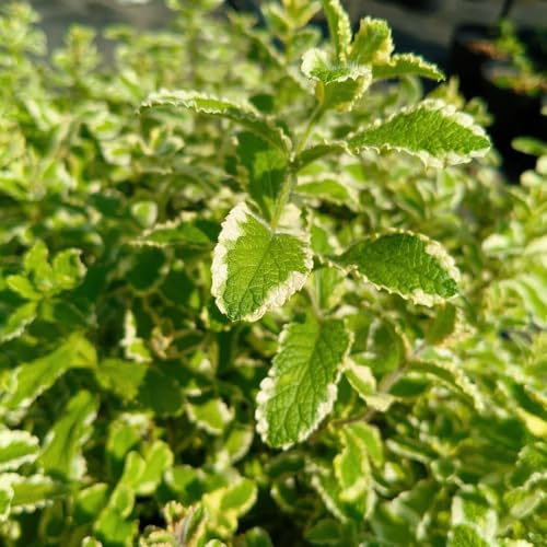 semi di menta al coperto - giardino varietà antiche resistenti 500pcs