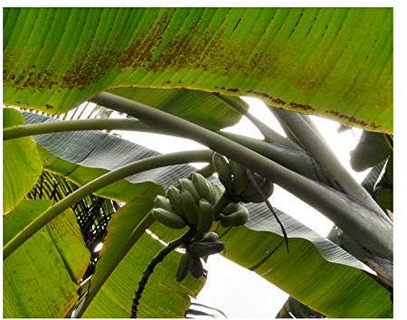 ★★ Essbare Blaue Banane ★★ -musa itinerans- 10 Samen -Winterhart bis -20 Crad-