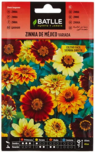 Semillas Batlle Zinnia del Messico variegata