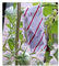 Red Spider Mite Treatment - Amblyseius Andersonii 10 sachets